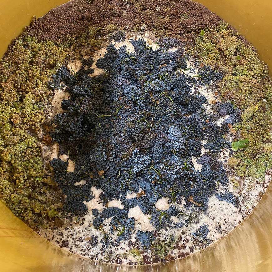 olivier cohen vin nature - fermentations